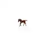 Źrebię Thorouhbred Foal Walking Chesnut Sklep on-line